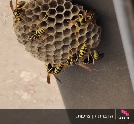 קן צרעות על קיר עם צרעות פעילות